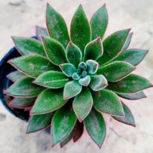 Echeveria Set Oliver