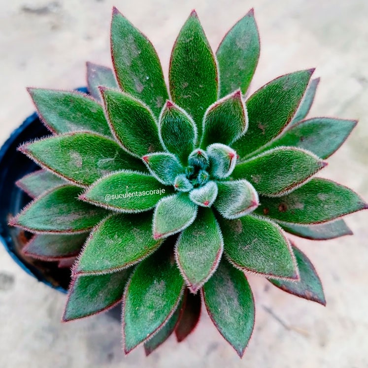 Echeveria Set Oliver