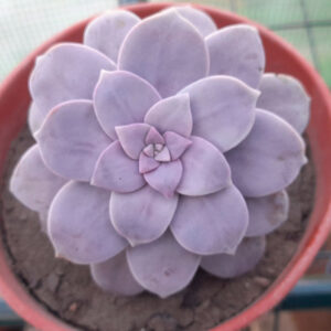 Graptopetalum superbum