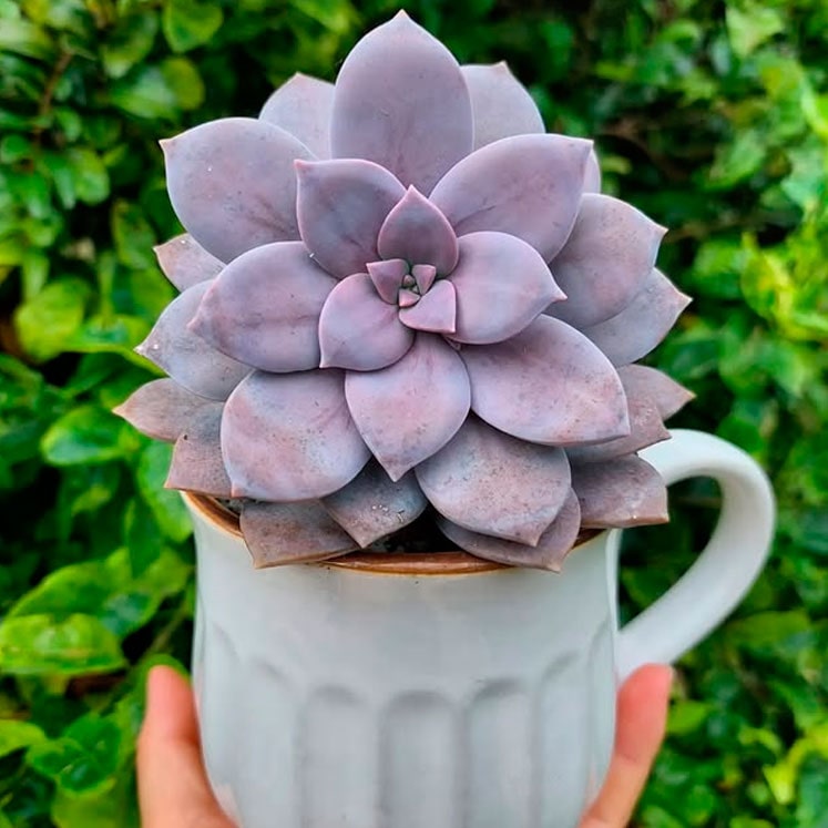 Graptopetalum superbum
