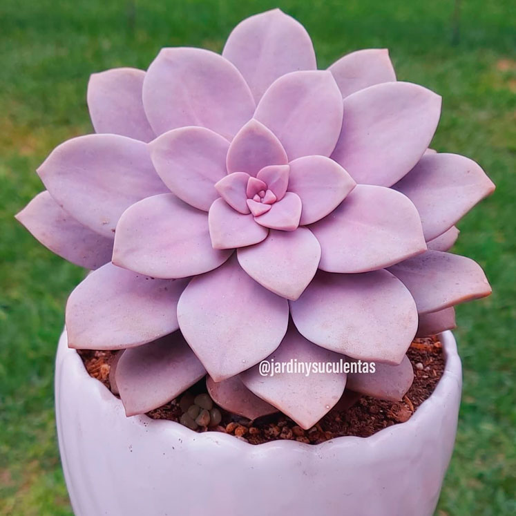 Graptopetalum superbum