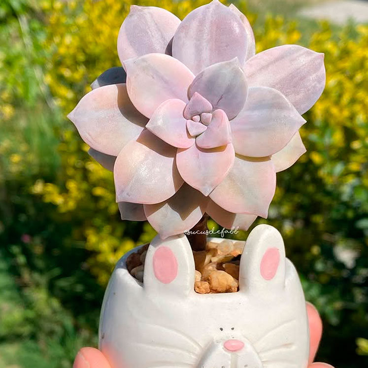 Graptopetalum superbum variegada