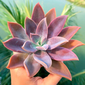 Graptoveria Fred Ives