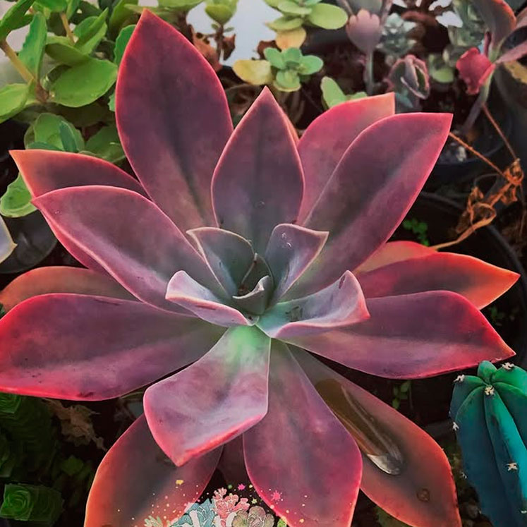 Graptoveria Fred Ives
