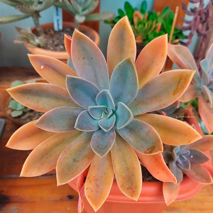 Graptoveria Fred Ives