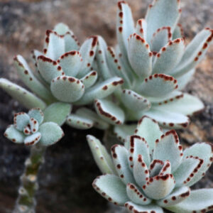 Kalanchoe tomentosa