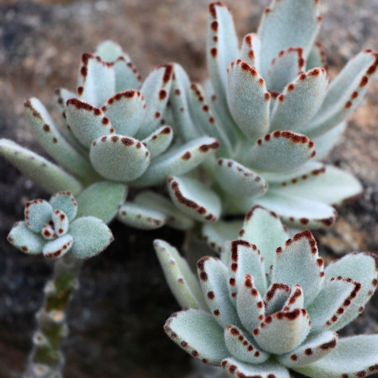 Kalanchoe tomentosa