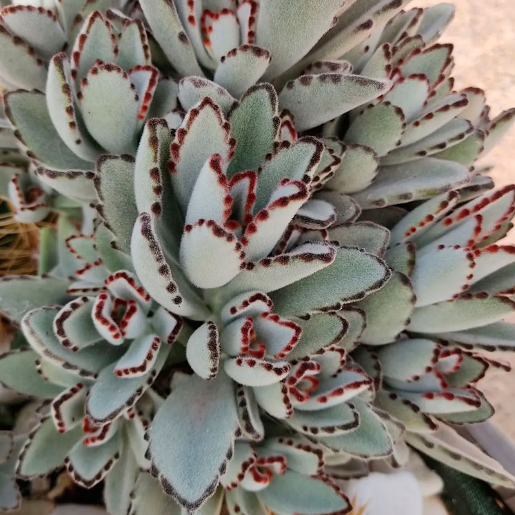 Kalanchoe tomentosa cuidados