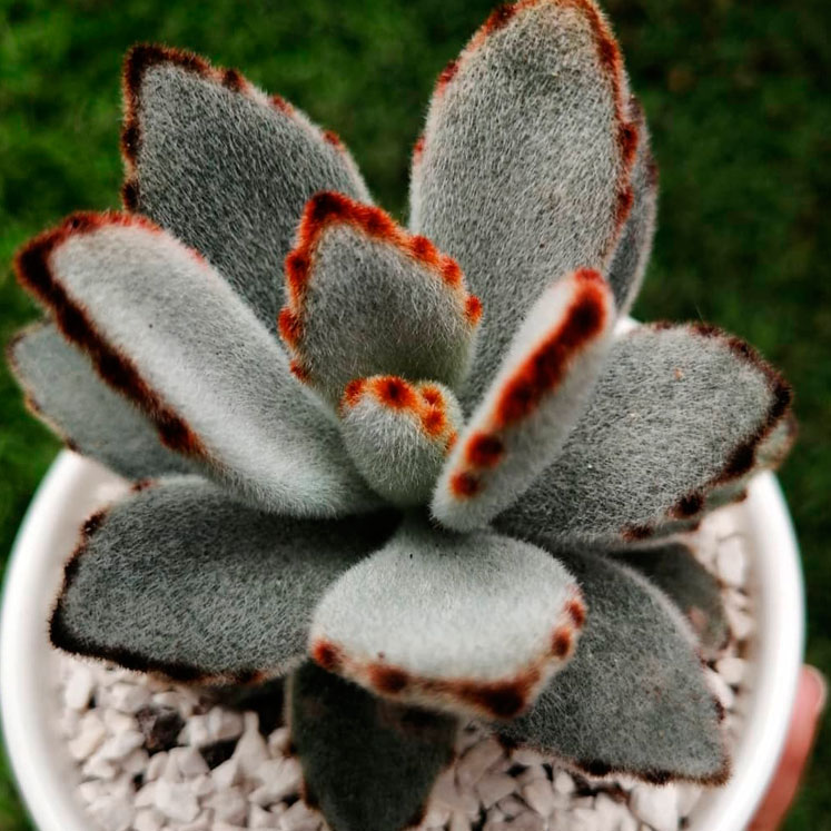 planta panda