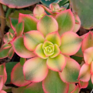 Aeonium kiwi