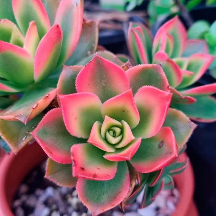 Aeonium kiwi
