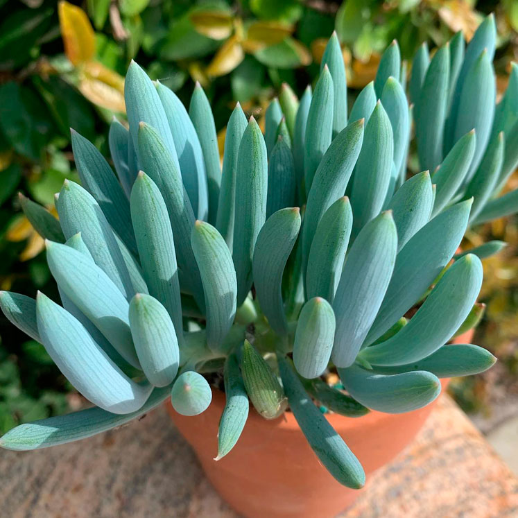 Curio repens