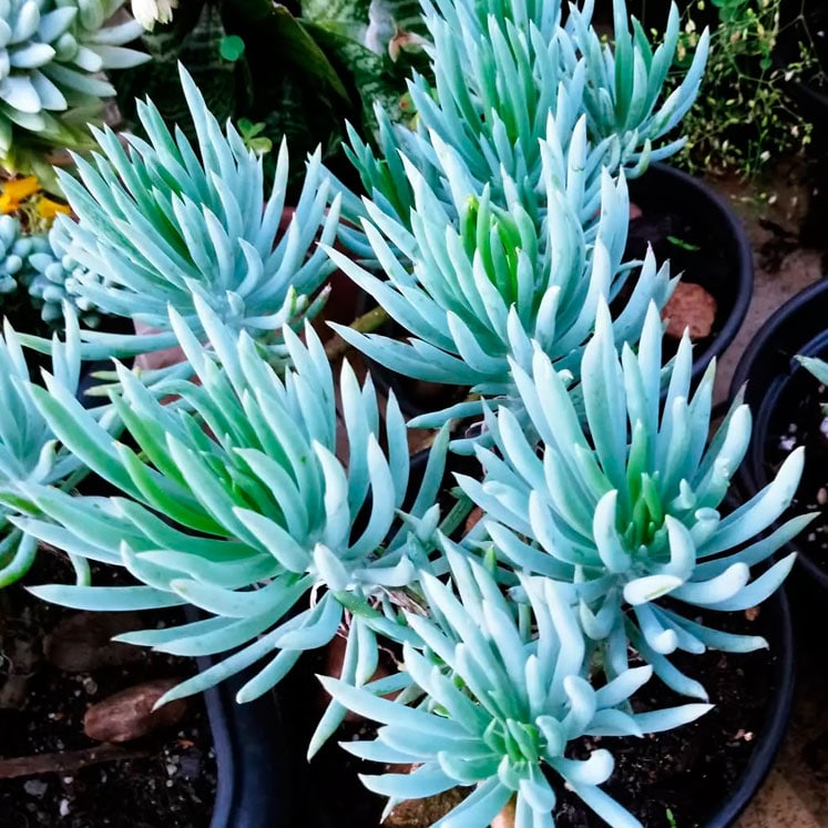 Curio repens