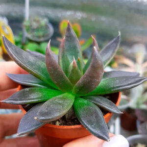 Echeveria affinis