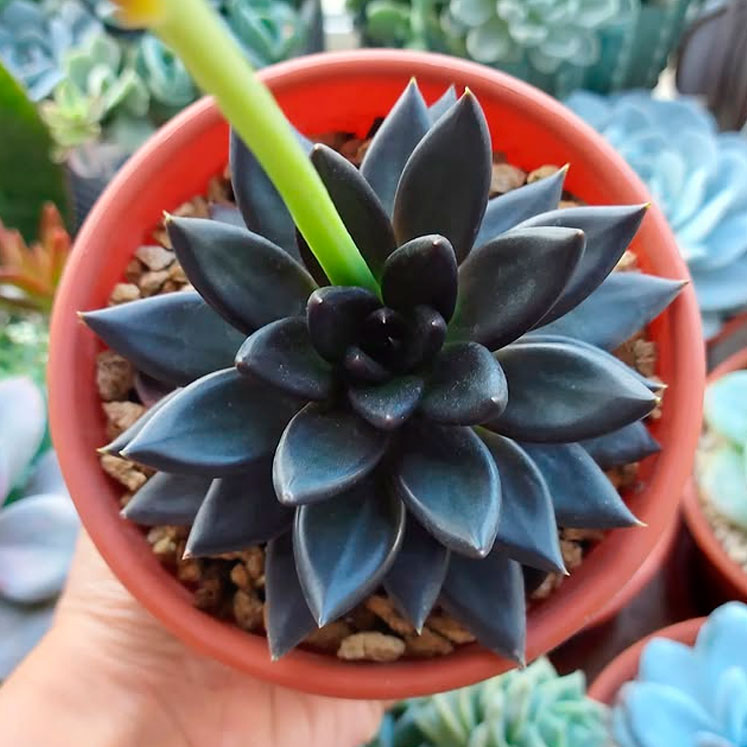 Echeveria affinis