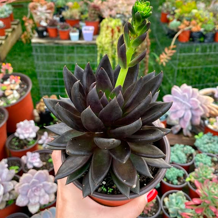 Echeveria affinis