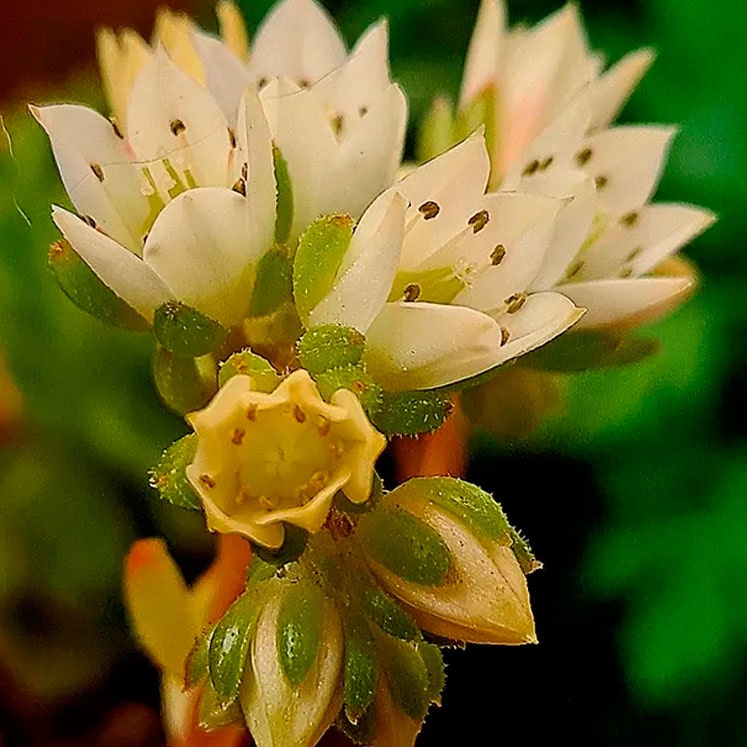 Flores de Aeonium kiwi