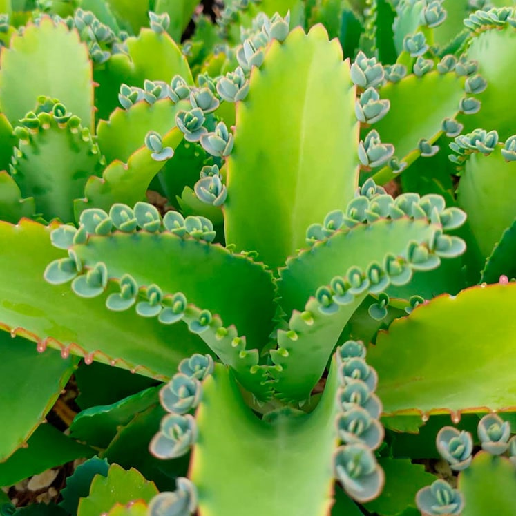 Kalanchoe laetivirens