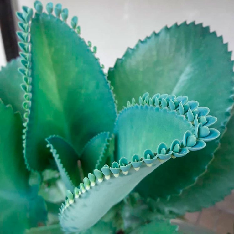 Kalanchoe laetivirens