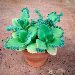 Kalanchoe laetivirens
