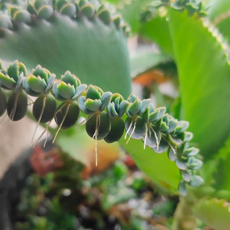 Reproducción del Kalanchoe laetivirens