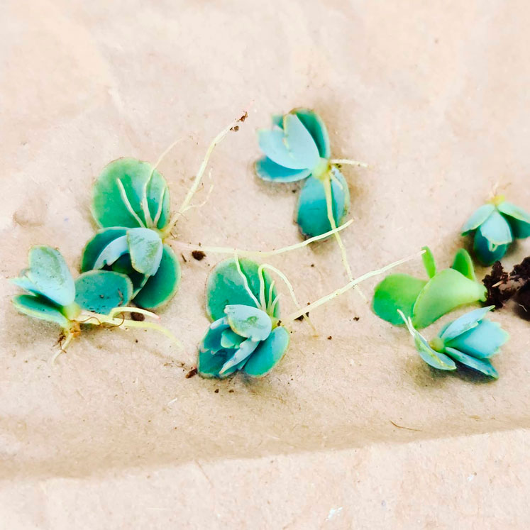 Reproducción del Kalanchoe laetivirens