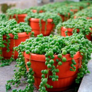 Senecio rowleyanus