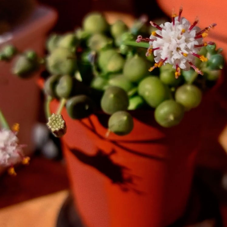 Senecio rowleyanus