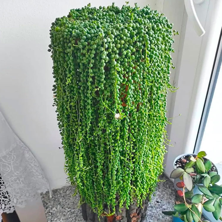 Senecio rowleyanus