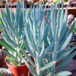 Curio repens o Senecio serpens: la alfombra azul de las suculentas