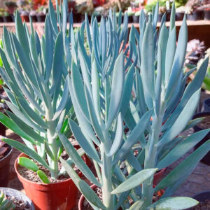 Senecio serpens